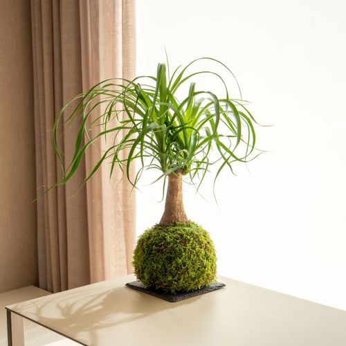 Corso Aperi-Kokedama
