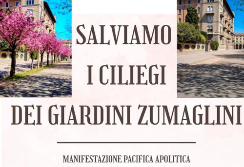 Salviamo i ciliegi dei Giardini Zumaglini