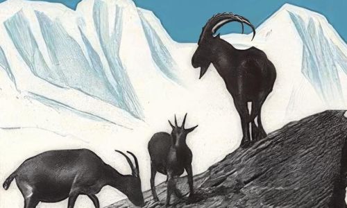 L'incredibile storia dello stambecco delle alpi