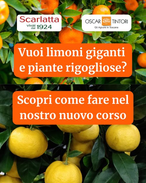 Cura e manutenzione degli agrumi 