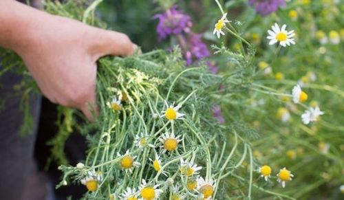 Alla scoperta delle erbe commestibili