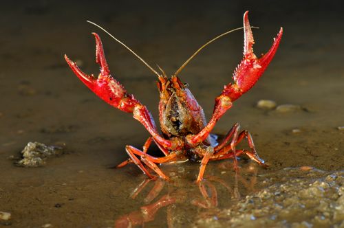 Alieni - l'Italia conquistata da piante e animali introdotti dall'uomo